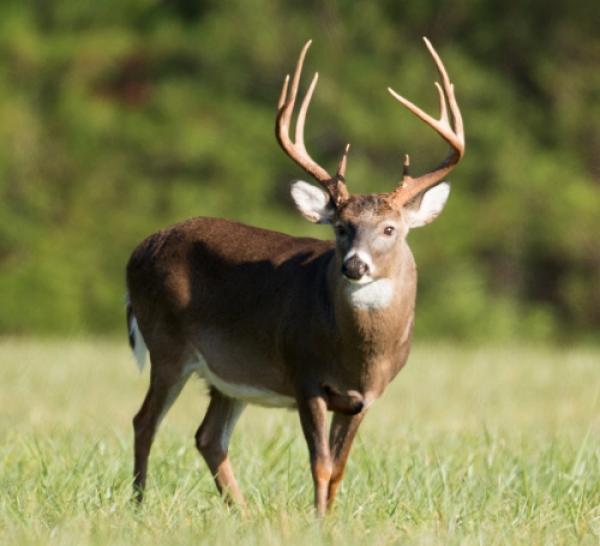 Content / Butchering / Deer - Manley Meats